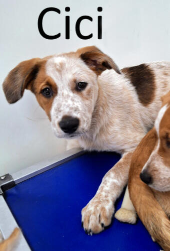 Stone County Humane Society